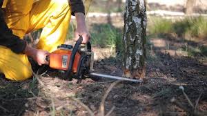 Best Tree Disease Treatment  in Chinle, AZ